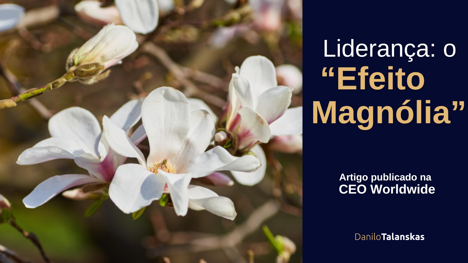 lideranaefeito-magnolia